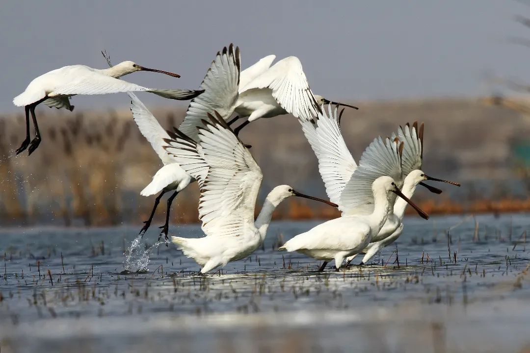 6cc9f0bff5507471431e36df47609d8d.jpg 6cc9f0bff5507471431e36df47609d8d.jpg